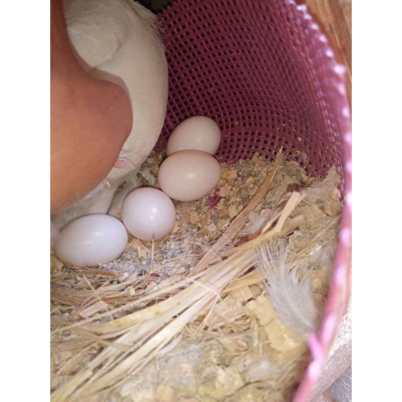 

Telur merpati dara konsumsi