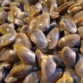 

kerang batik 500gr