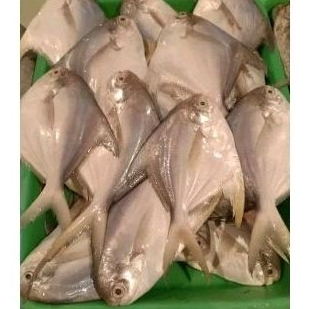 

Bawal laut/bawal putih