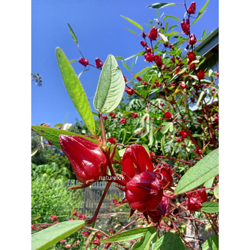 

Rosella merah kering