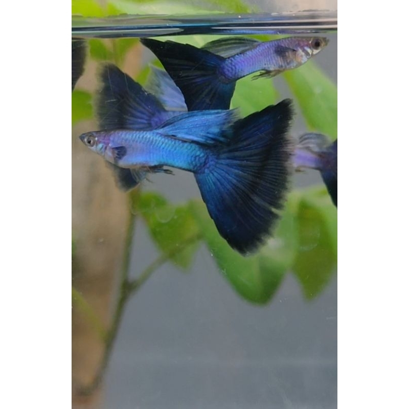 Guppy Singa Blue Tail Berkualitas Pasangan