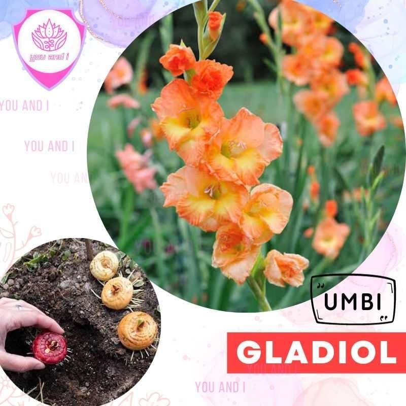 UMBI GLADIOL ORANGE - Bibit Bunga
