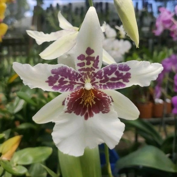 Anggrek Oncidium spike