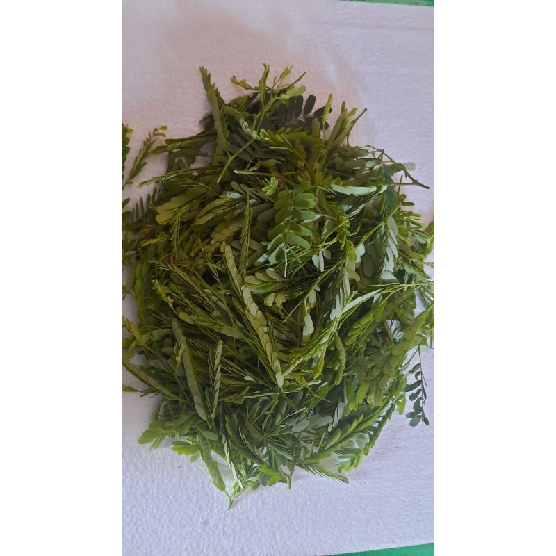 

Sinom_daun_asam_muda