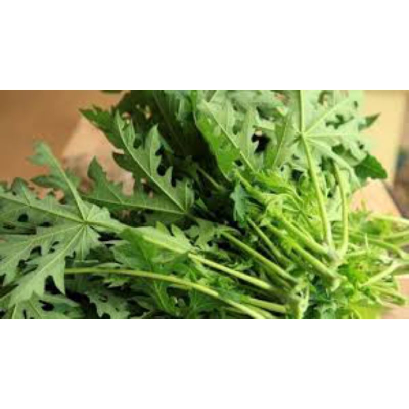 

terlaris daun pepaya segar pilihan 500grm