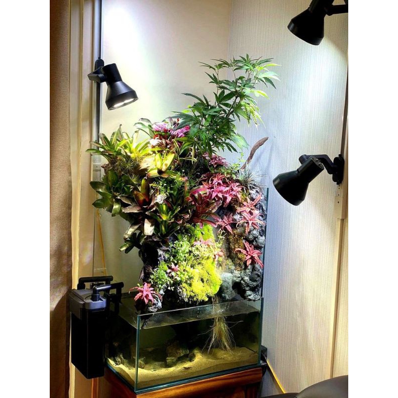 TANAMAN PALUDARIUM / BROMELIA Merah Mini & FITTONIA Merah / Pink