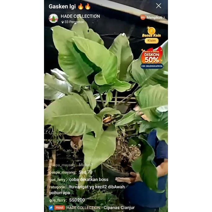 tanaman hias ecuadorian canoe jumbo