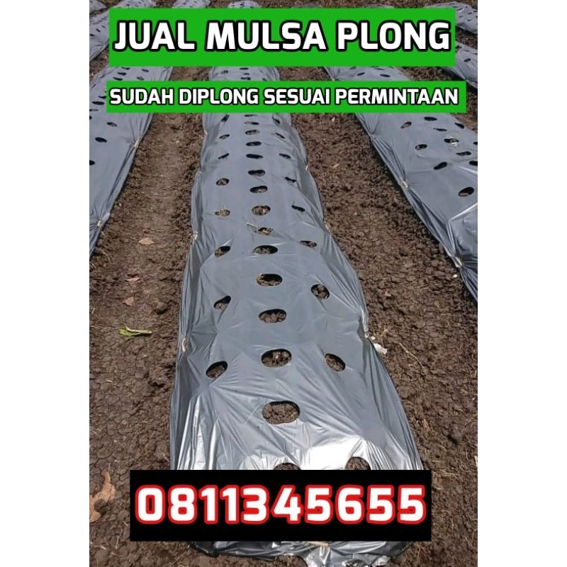 MULSA CABE SUDAH DIPLONG
