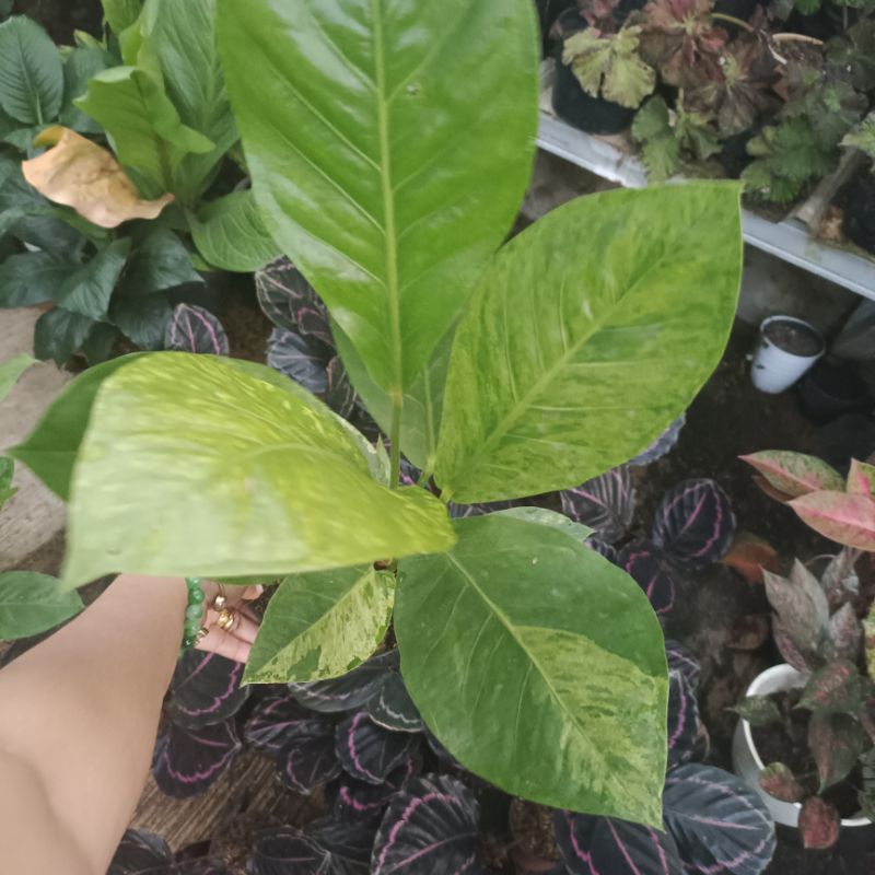 Antorium Hokeri Varigata