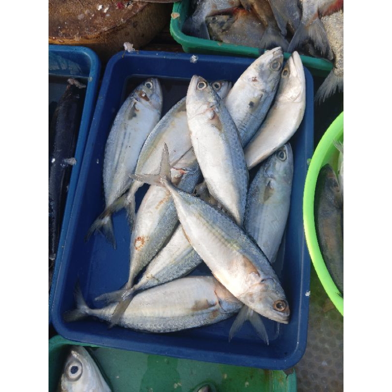

Ikan Gembung 1KG Fresh