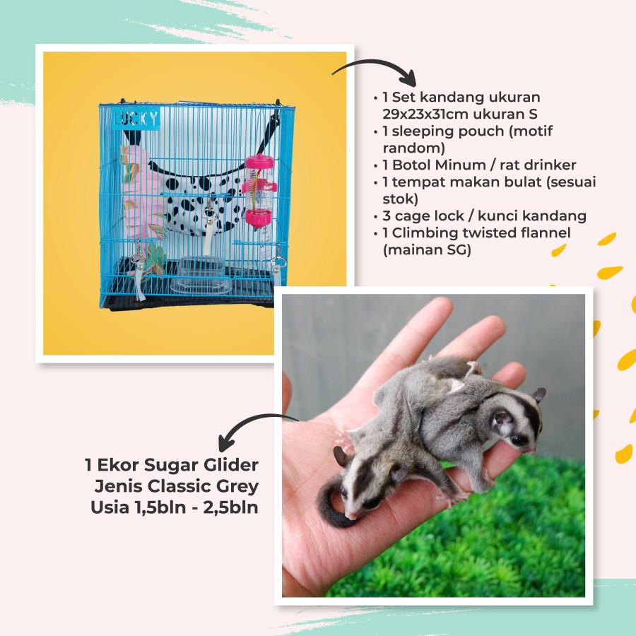 [Kurir Instant] Paket Pemula Pelihara Sugar Glider Classic Grey Joey Jinak Lucu + Kandang Full Set