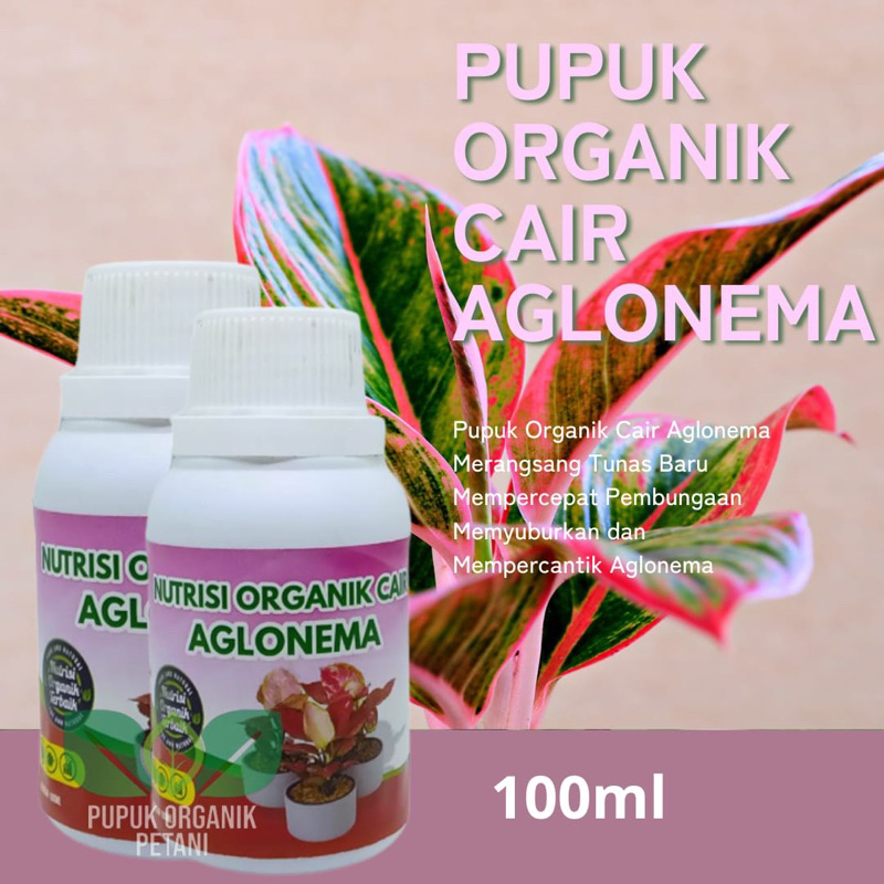 Pupuk organik cair aglonema nutrisi aglonema tumbuh tunas baru sehat kemasan 100ml pupuk cair aglone