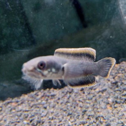 channa limbata cb  premium size 5,7 cm