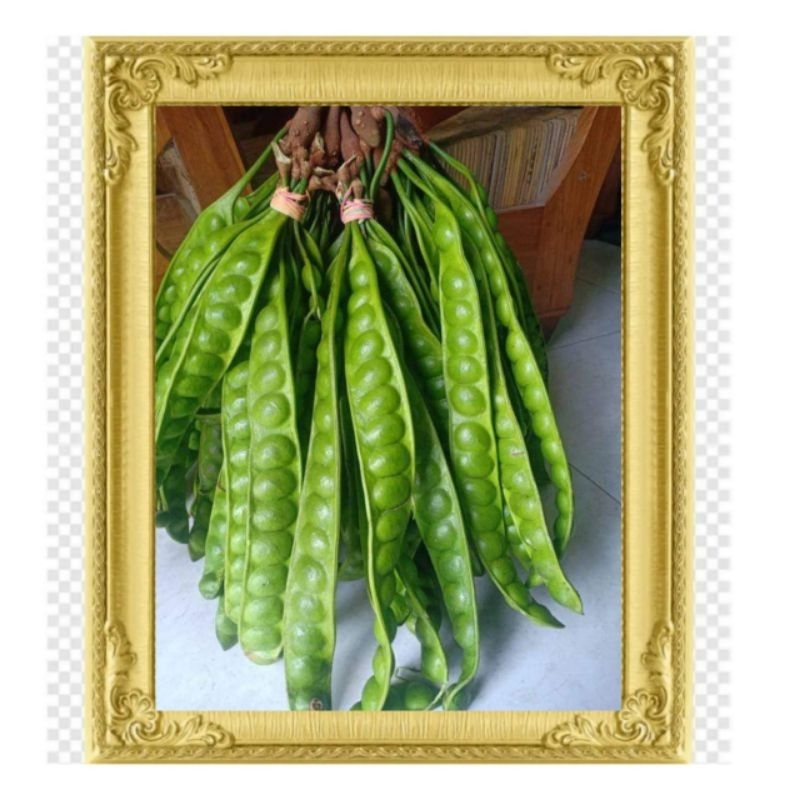 BIBIT PETAI HIBRIDA CEPAT BERBUAH