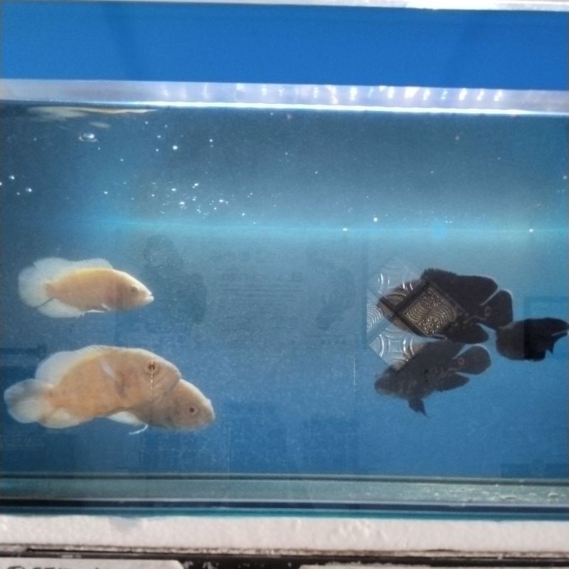 oscar black tiger & batik albino