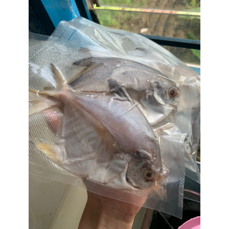 

Ikan Bawal