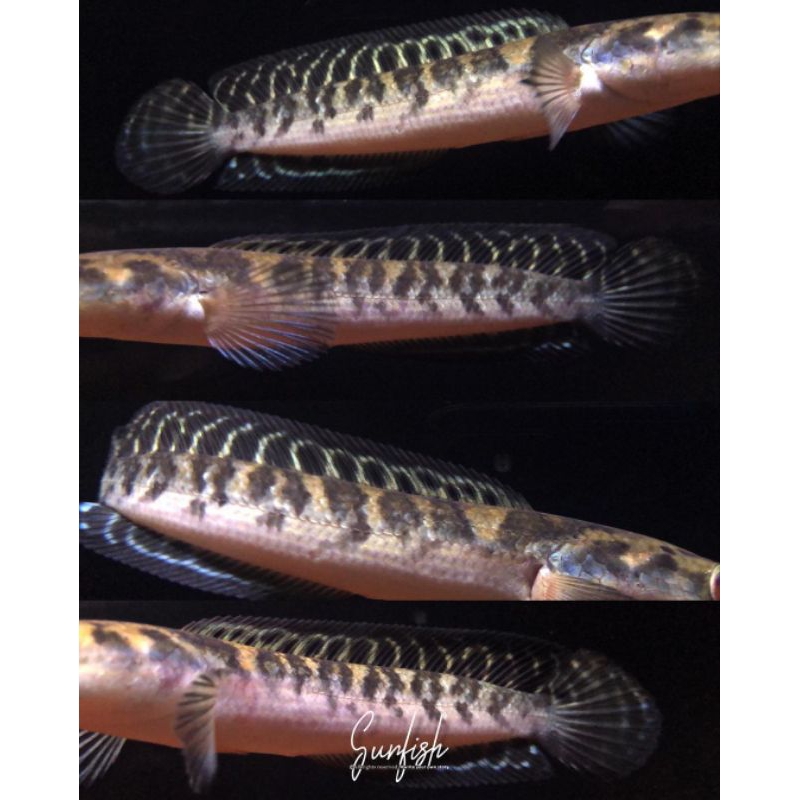 Channa Maru Ys Fin Batik Sortiran Terbaik Bahan Progres,Garansi 100%,Cod Maru Yellow Sentarum Bahan 