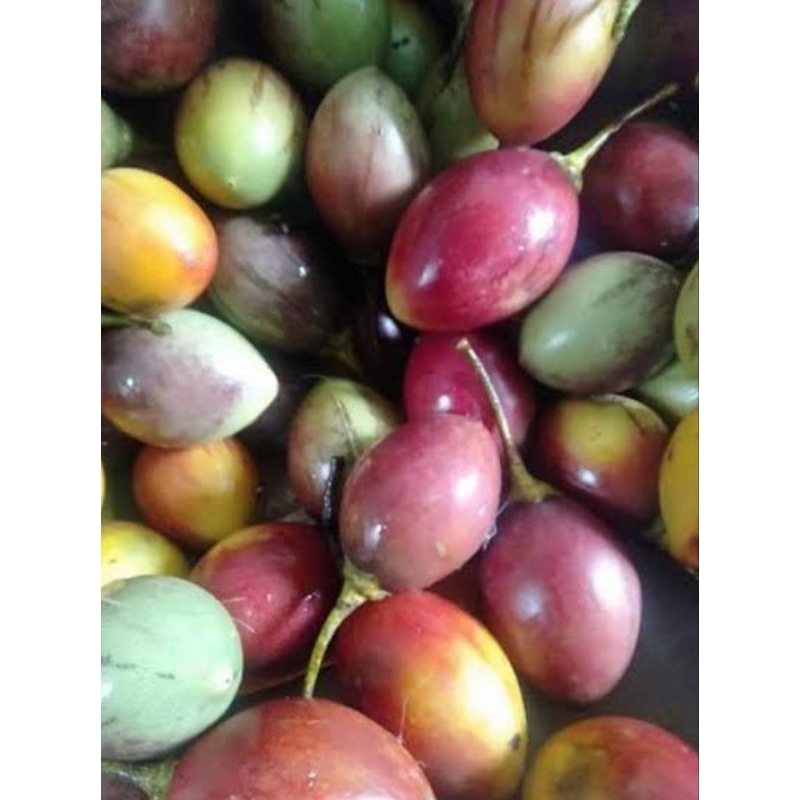 

Buah Terong Belanda Segar 500g