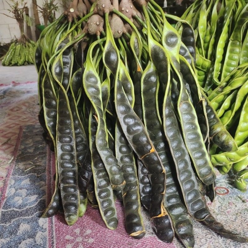 

Pete hitam masak pohon isi 15 papan atau lonjor