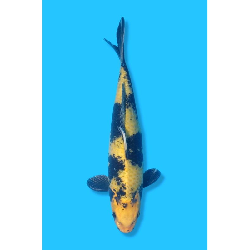 ikan koi Ki utsuri grade A size 20cm