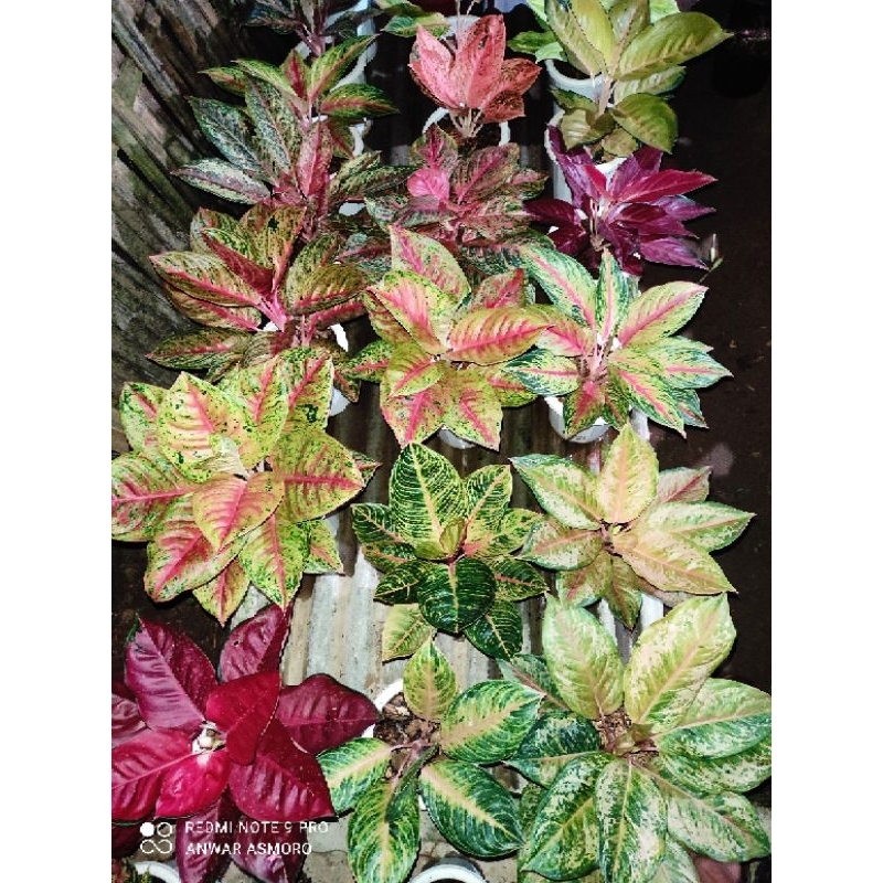 aglo Wulandari lokal