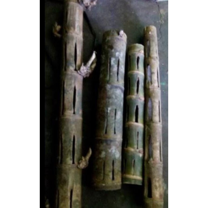 Bambu combong/berlubang alami