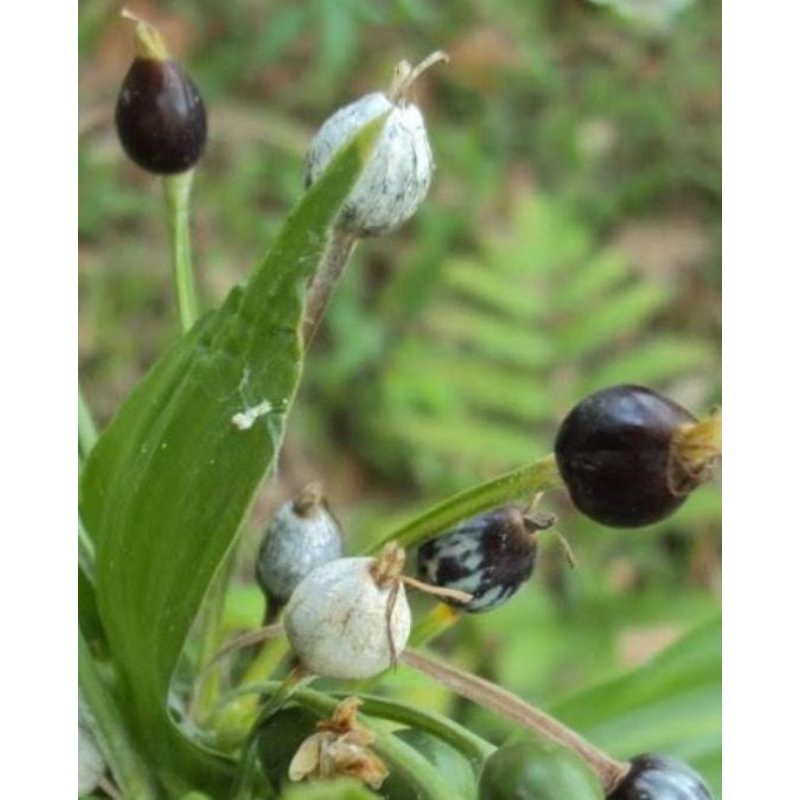 

Buah hanjeli batu bahan kerajinan 100 biji