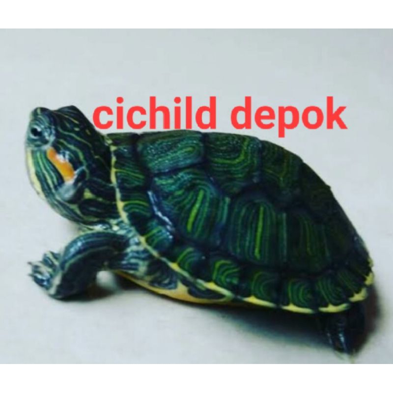 dekorasi aquatik kura2 brazil hidup free bubble warp.