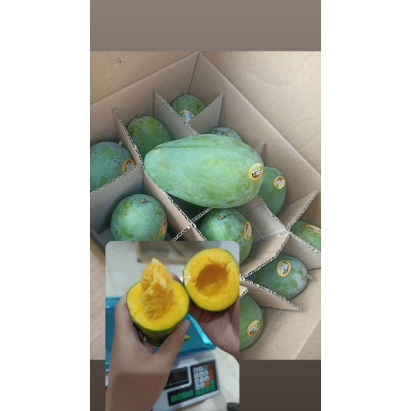 

MANGGA ALPUKAT CLONAL 21