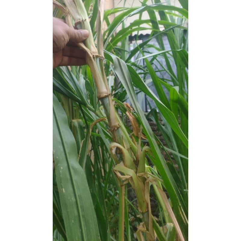 bibit stek rumput gama umami