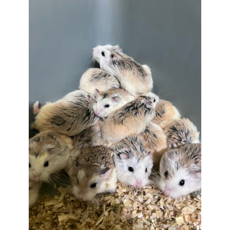 Hamster/Roborovsk
