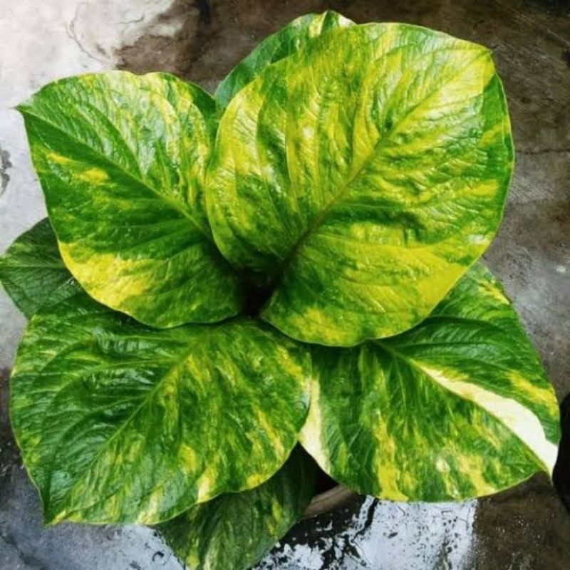 Jemani Cobra Varigata (foto induk yang kita jual anakan nya)