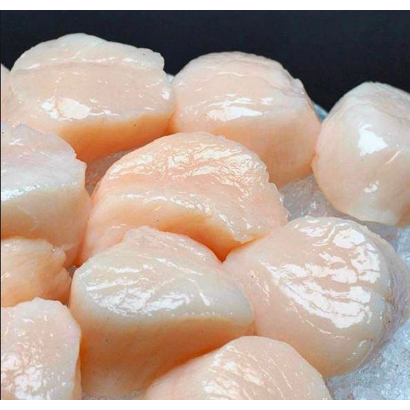 

DAGING SCALLOP FRESH