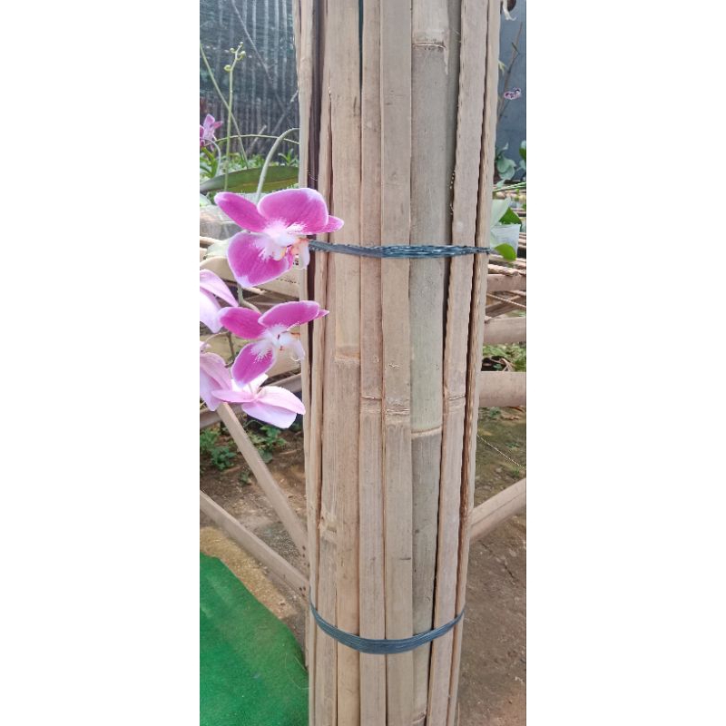 BAMBU AJIR TURUS | buat pagar tanaman layang layang