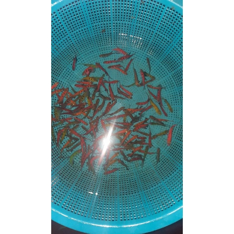 sumatra glowfish per 10 ekor [ hiasan aquarium]