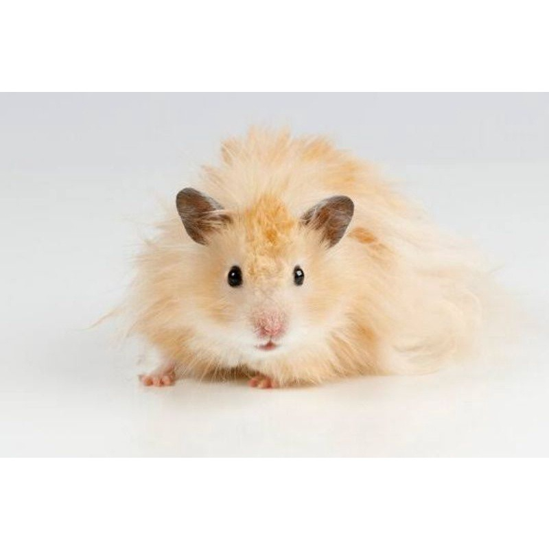 Hamster Syrian Long Hair (LH)