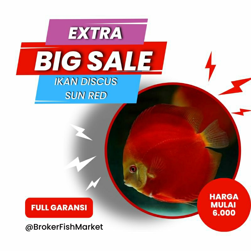

Packing Styrofoam Discus Sun Red 1"inc