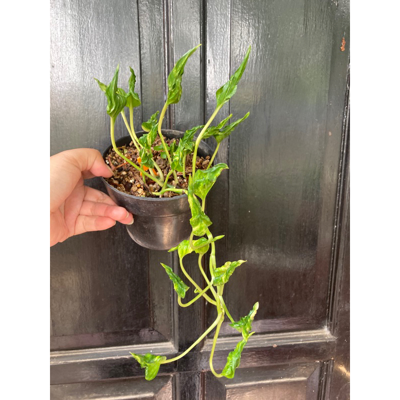 epipremnum shangrila variegata real pic