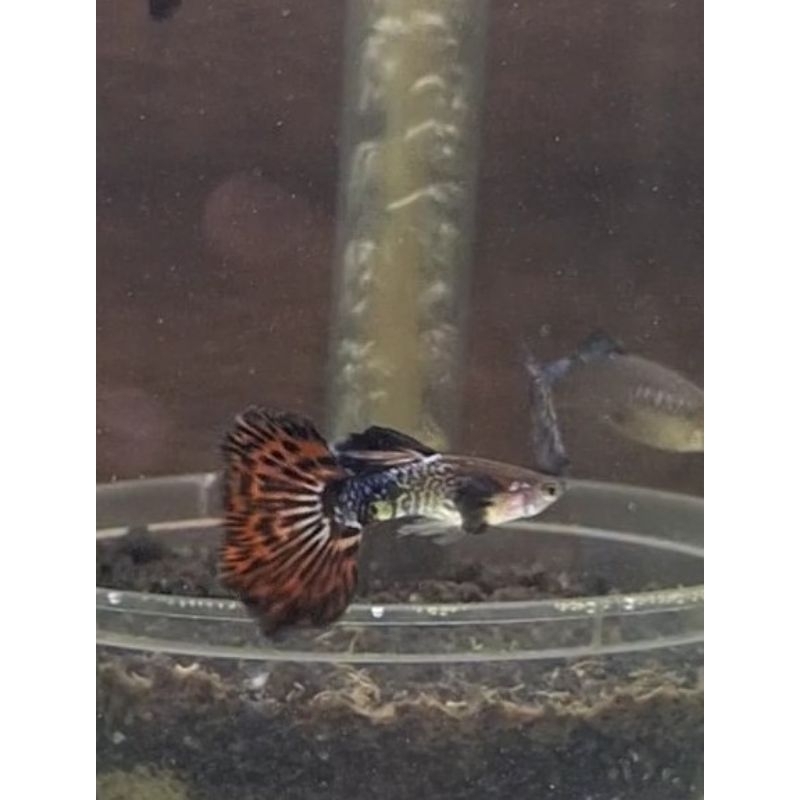 Packing box Guppy Red ivory Cantik