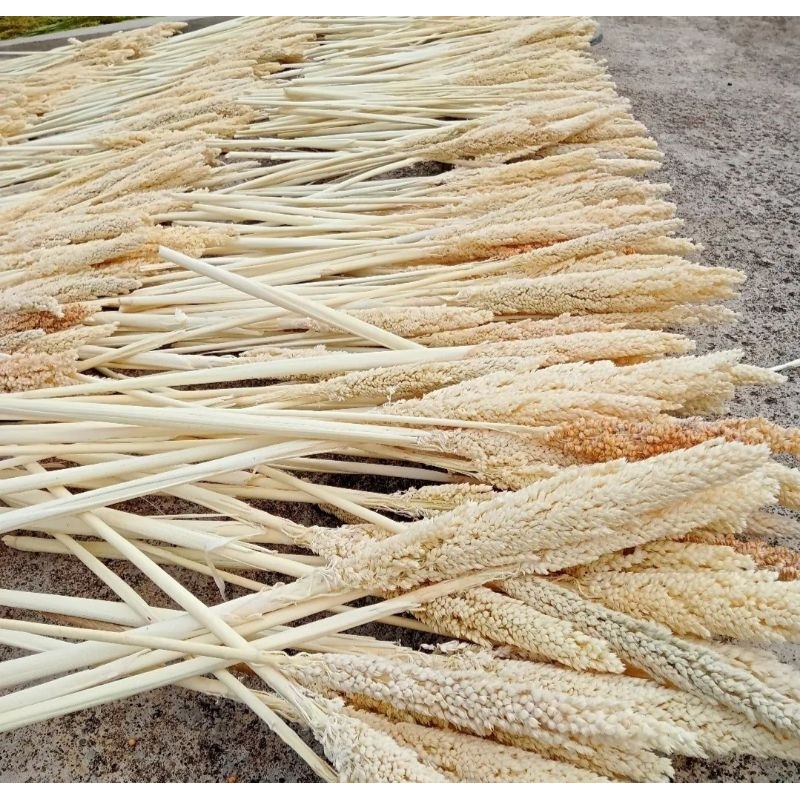 cantel bleaching Kiloan / cantel kiloan / bunga kering murah / grosir Bunga kering