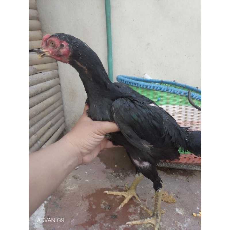 Pakhoy Jantan Trah Jawara Pukul Brakot Speed