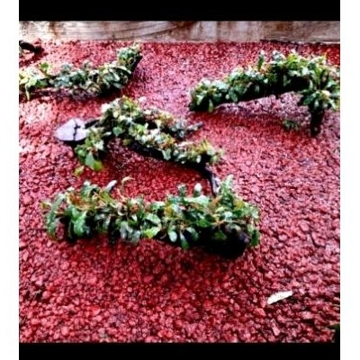 HIASAN AQUARIUM || AKAR RASAMALA FULL BUCHEPALANDRA