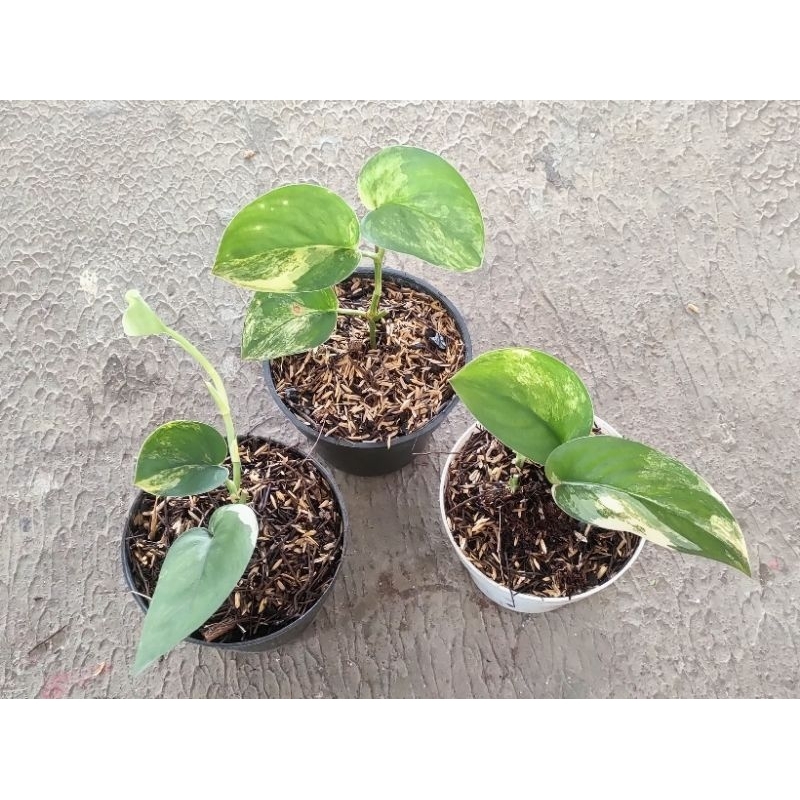 Scindapsus jadesatin variegata