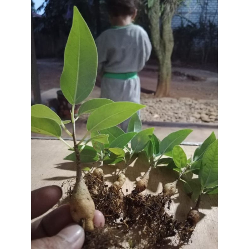 Plant Caudex Ficus amplissima asli dari semai biji, Import