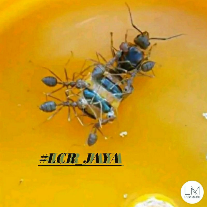 1paket : 3 ratu semut rangrang produktif