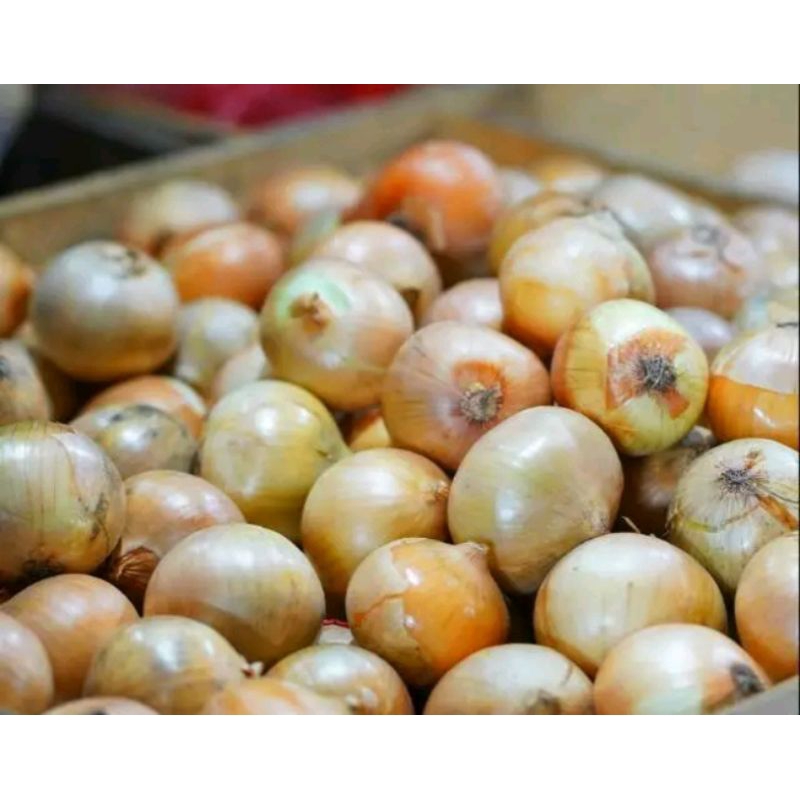 

Bawang bombai seger dan fresh