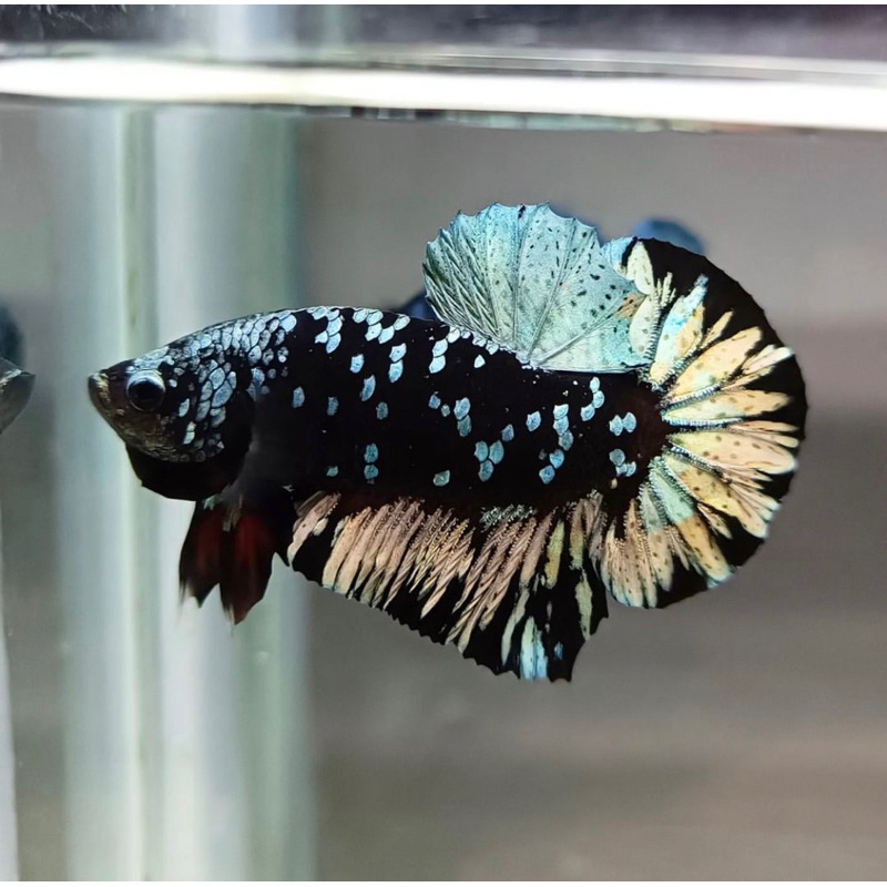 Cupang Avatar genetic top grade