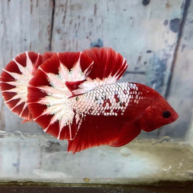 Cupang FCCP Red Head kontes size M!!