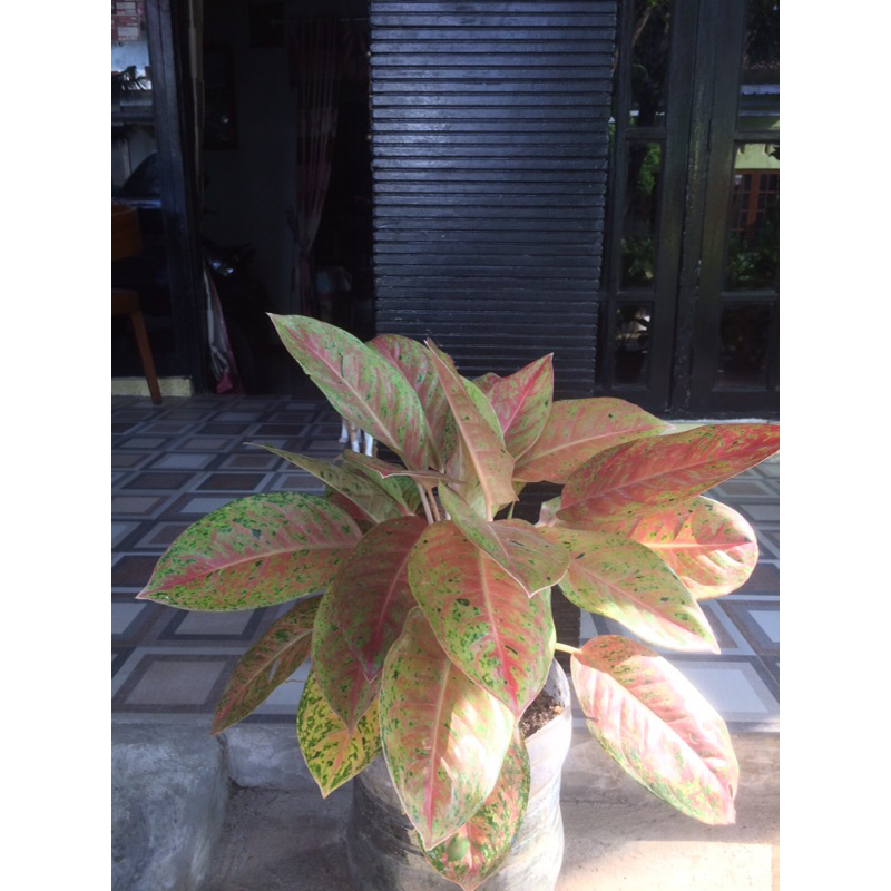 BIG ROY RUMPUN BANYAK | DEWASA