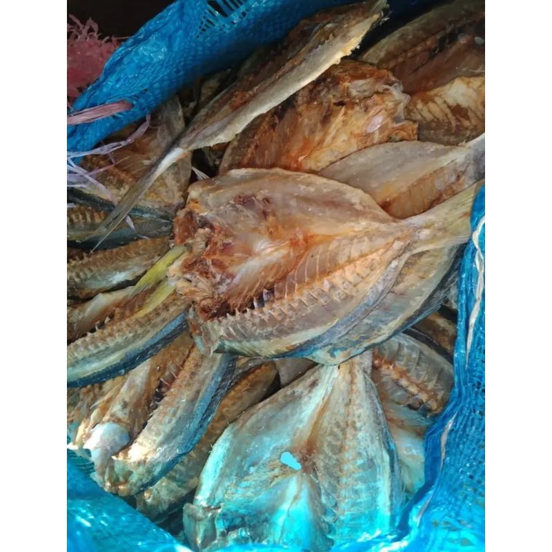 

ikan Lolosi/ lolosi papan/ lolosi merah